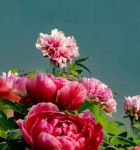 国色天香社区视频免费高清直播