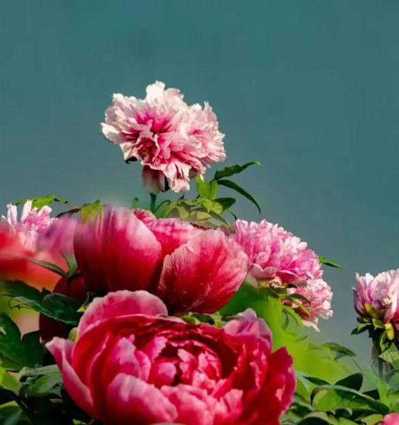 国色天香社区视频免费高清直播