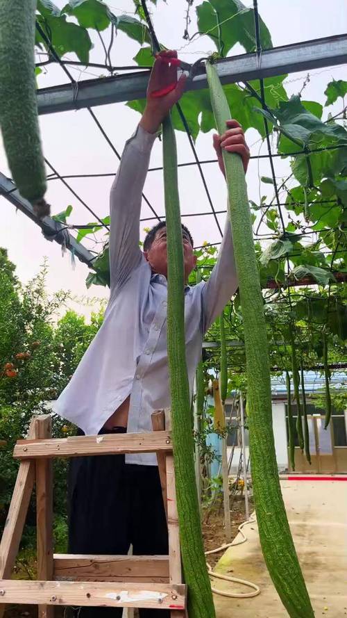 深夜释放自己丝瓜视频幸福宝