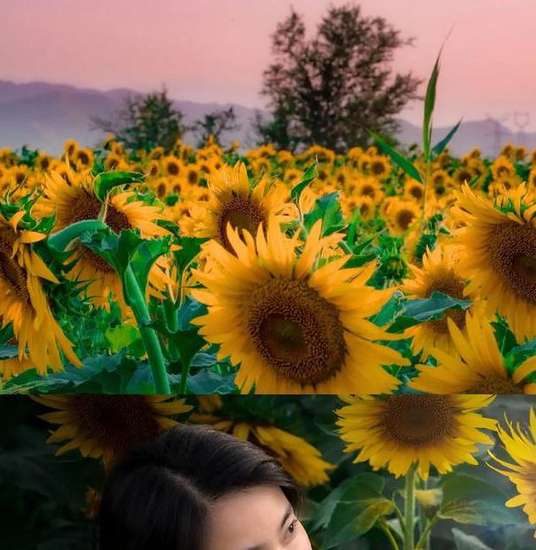 草莓榴莲向日葵影视