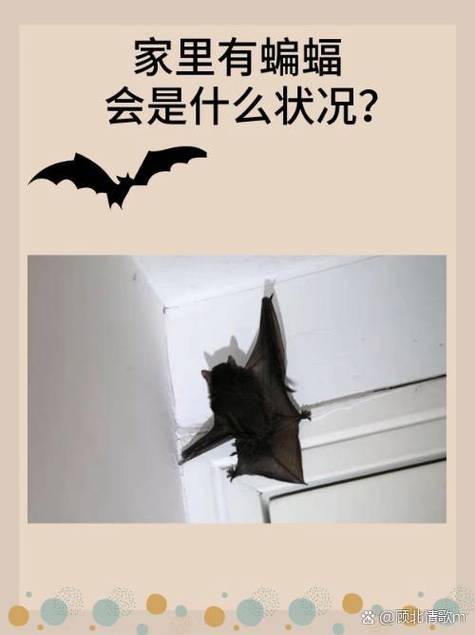 蝙蝠直播改成什么了