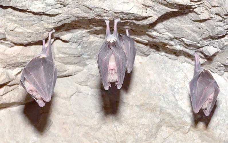 蝙蝠直播改成什么了