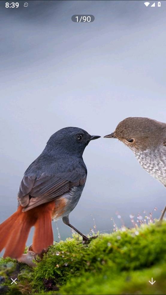 照片拼图呀Pro免费版
