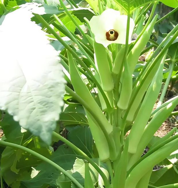 草莓香蕉榴莲绿巨人秋葵最新版