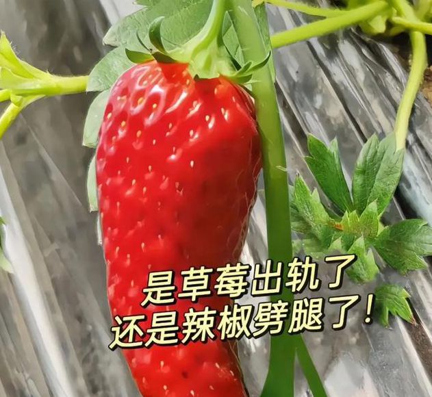 草莓香蕉榴莲绿巨人秋葵最新版
