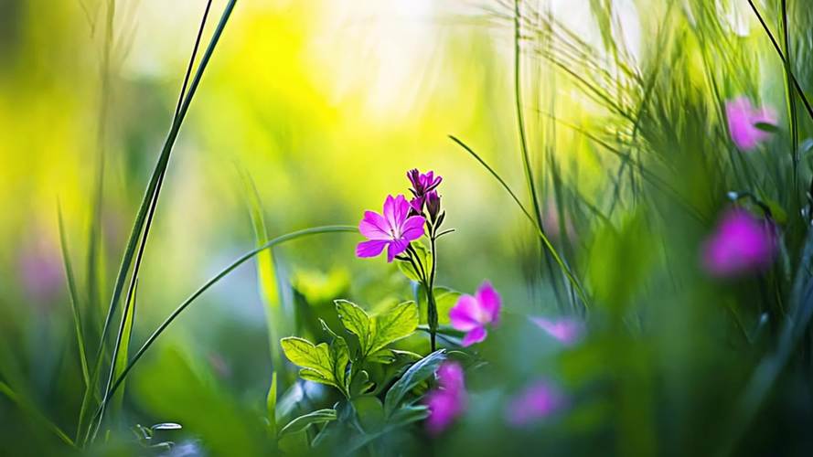 野花视频1.0.2安卓版