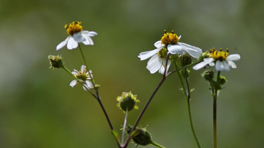 野花视频1.0.2安卓版