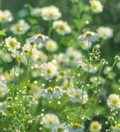 野花视频大全高清安卓版