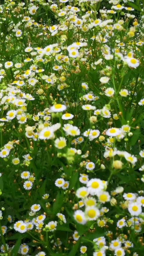 野花视频大全高清安卓版