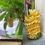 芭蕉视频高清版