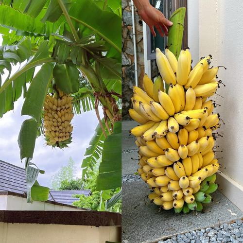 芭蕉视频高清版