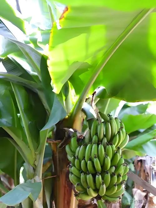 芭蕉视频高清版