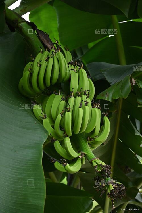 芭蕉视频高清版