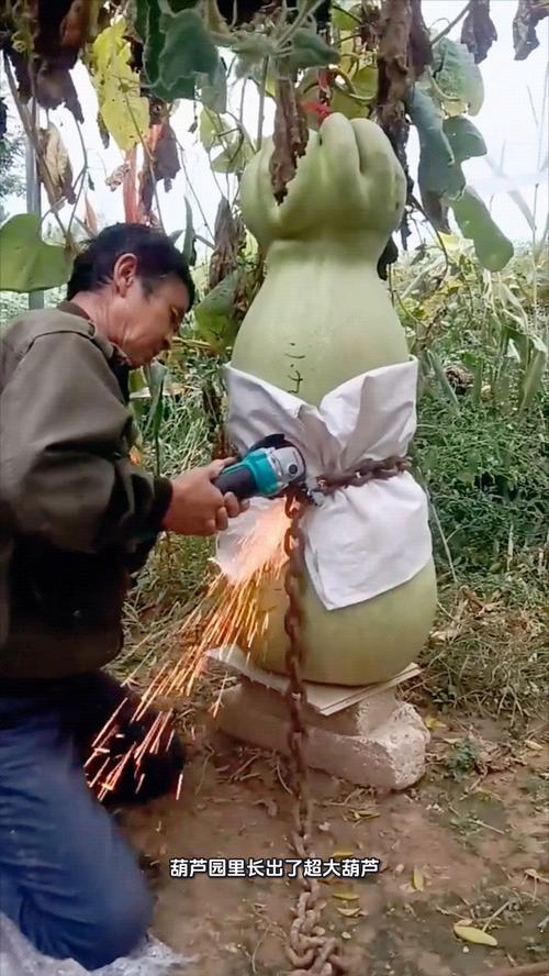 大菠萝葫芦视频