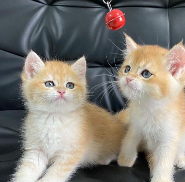 猫咪视频最新1.12