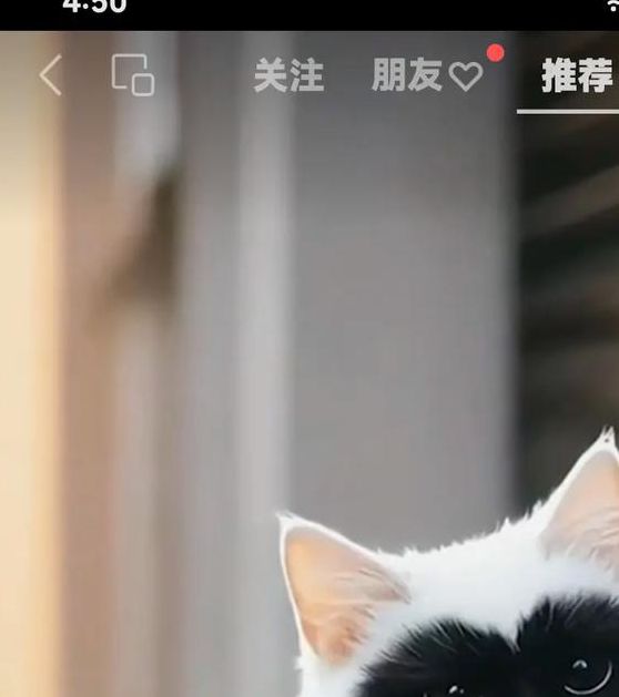 猫咪视频最新1.12