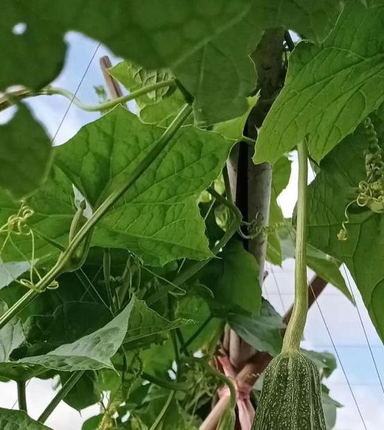 丝瓜黄瓜富二代绿巨人