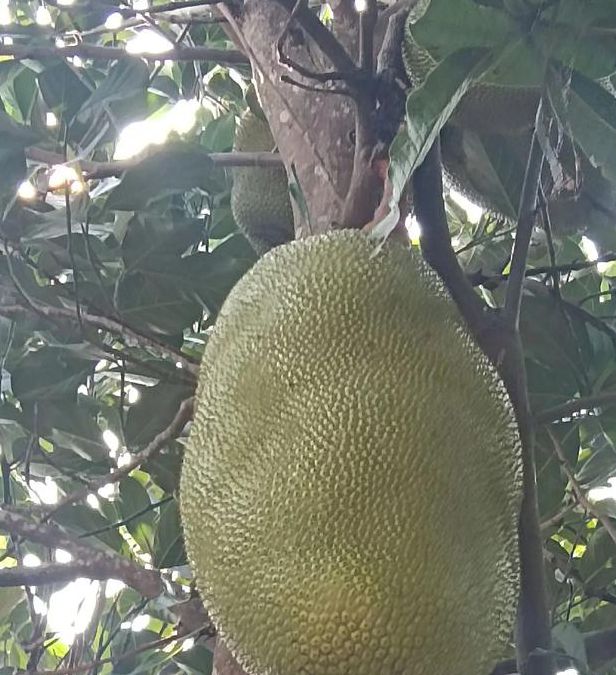 菠萝菠萝蜜视频高清版