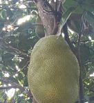 菠萝菠萝蜜视频高清版