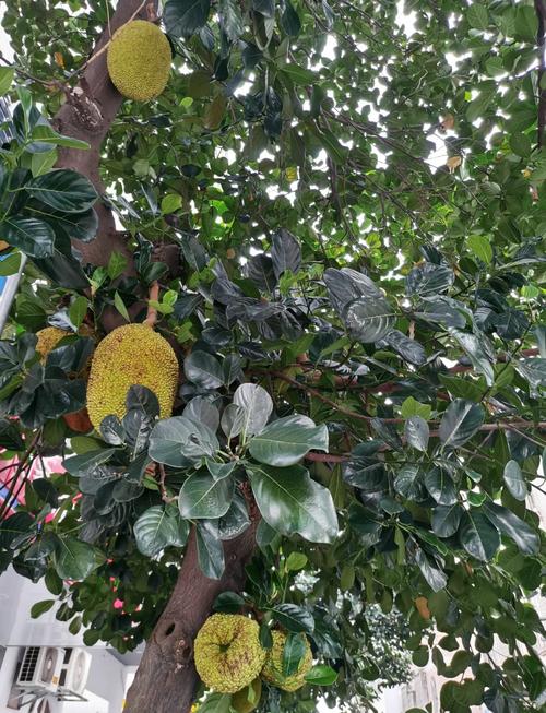 菠萝菠萝蜜视频高清版