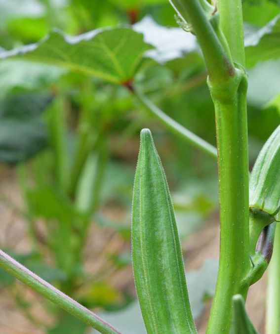 下载汅api免费秋葵