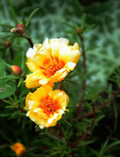 野花香社区视频播放