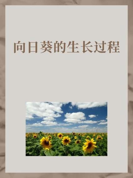 向日葵芭乐黄瓜小猪鸭脖App免费版