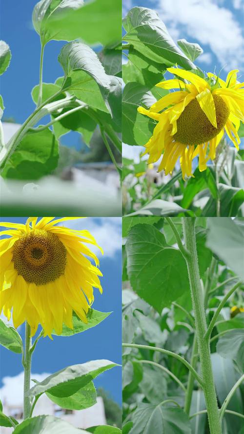 向日葵芭乐黄瓜小猪鸭脖App免费版