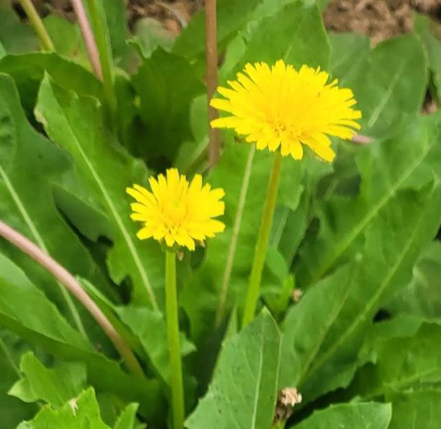 野花社区视频在线观看视频
