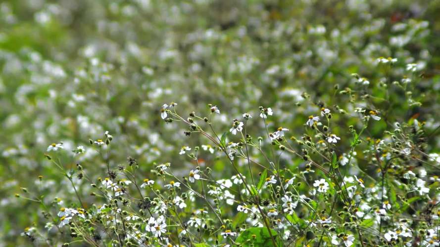 野花社区视频在线观看视频