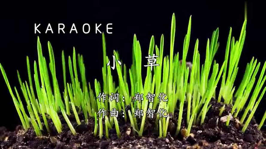 小草在线观看免费观看国语