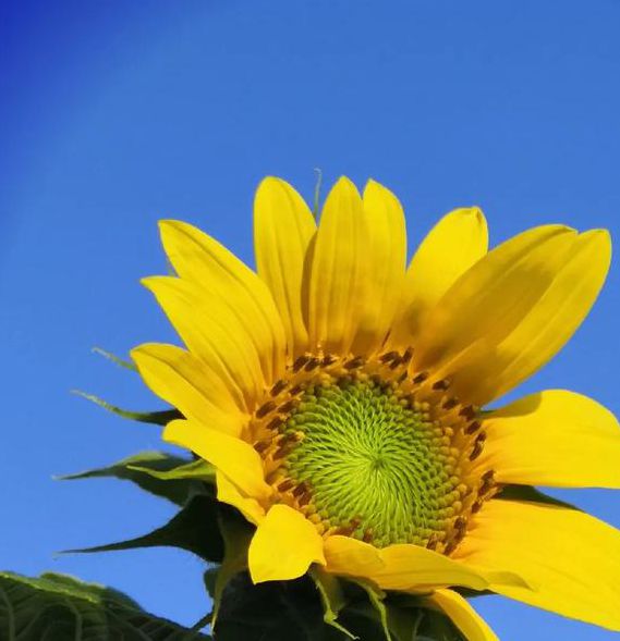 向日葵无限版下载IOS