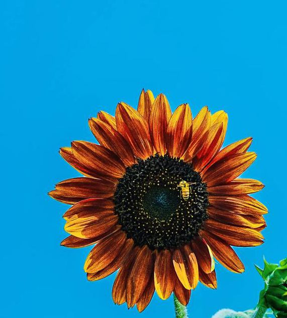 向日葵无限版下载IOS