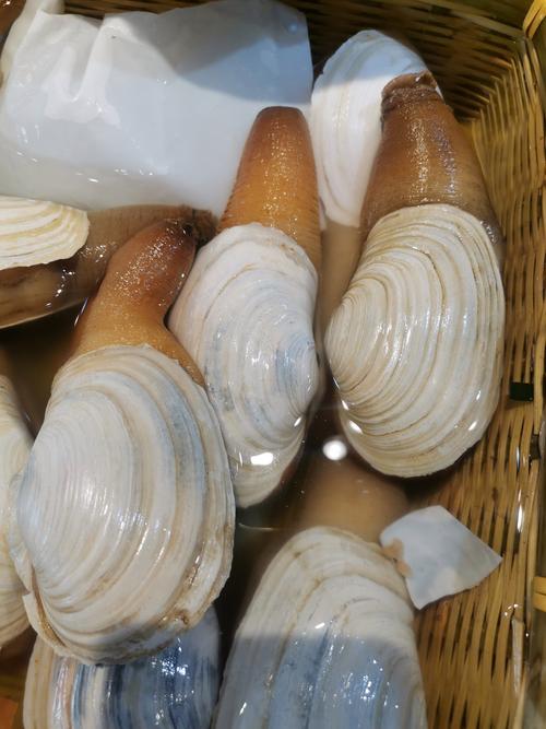 象拔蚌app下载地址