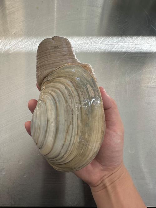 象拔蚌app下载地址