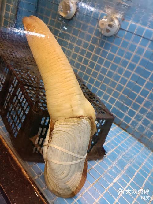 象拔蚌app下载地址