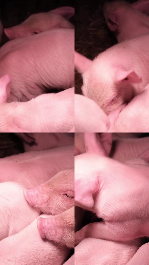 小猪视频