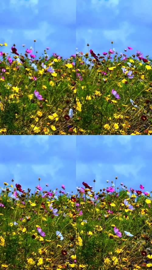 野花社区视频最新百度网盘