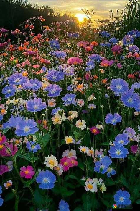 野花社区视频最新百度网盘