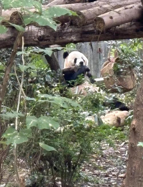 熊猫视频最新版