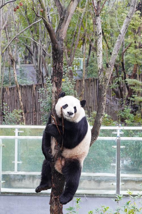 熊猫视频最新版