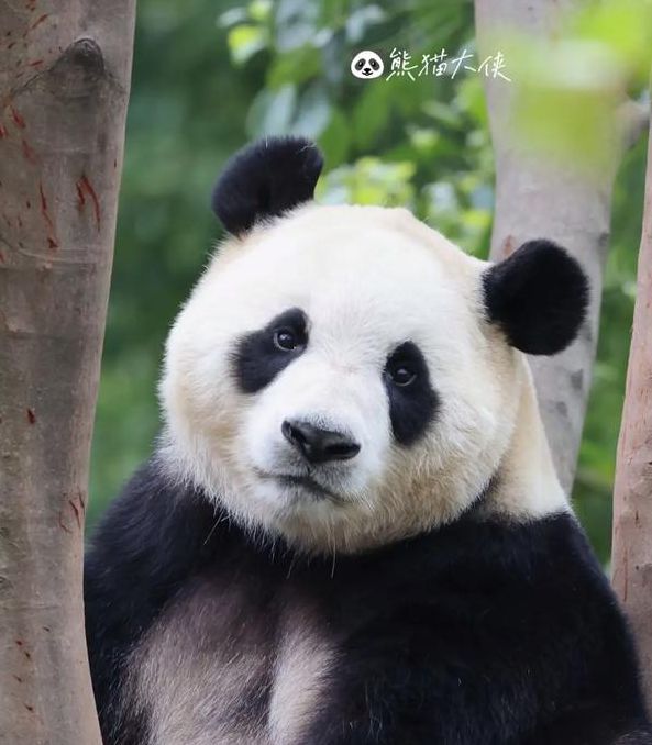 熊猫视频最新版