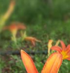 忘忧草视频网高清在线观看