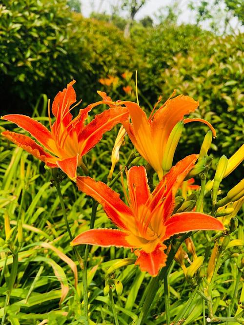 忘忧草视频网高清在线观看