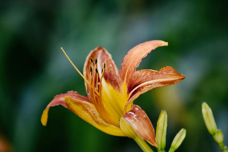 忘忧草视频网高清在线观看