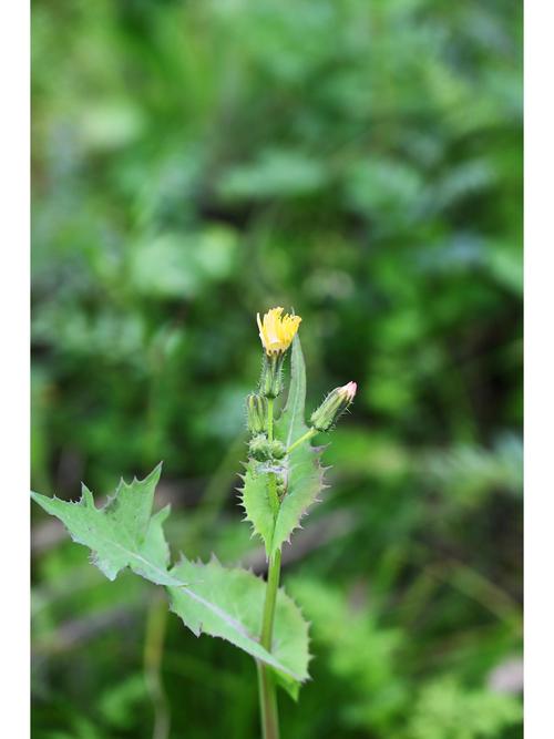 野草集高清完整版在线观看
