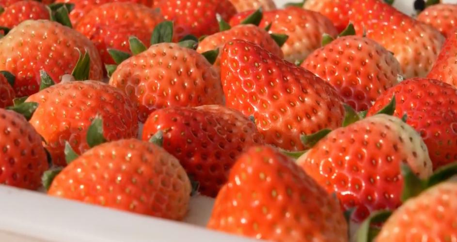 草莓视频cm 888tw在线观看