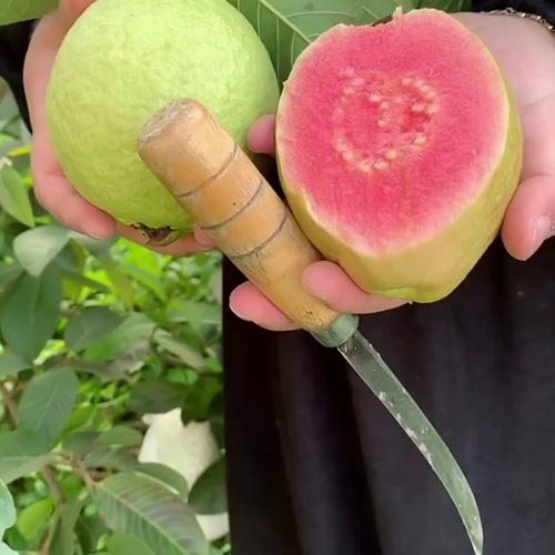 绿巨人黄瓜丝瓜草莓蝌蚪秋葵