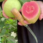 绿巨人黄瓜丝瓜草莓蝌蚪秋葵